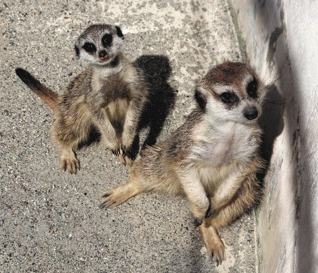 ミーアキャット ホンシュウジカ 赤ちゃんお目見え ファミリーパーク 北陸中日新聞web