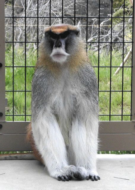 パタスザルの パタリロ １４歳で急死 豊橋 のんほいパーク 中日新聞web