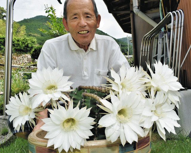 １株のサボテンから１０輪、白く大きな花咲いた 尾鷲の大川さん宅：中 ...