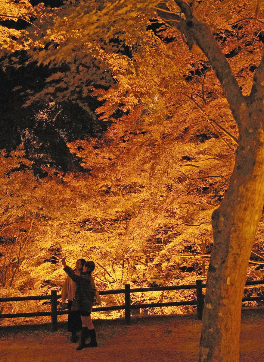 闇夜に浮かぶ紅葉、ライトアップ始まる 豊田・香嵐渓で「もみじまつり