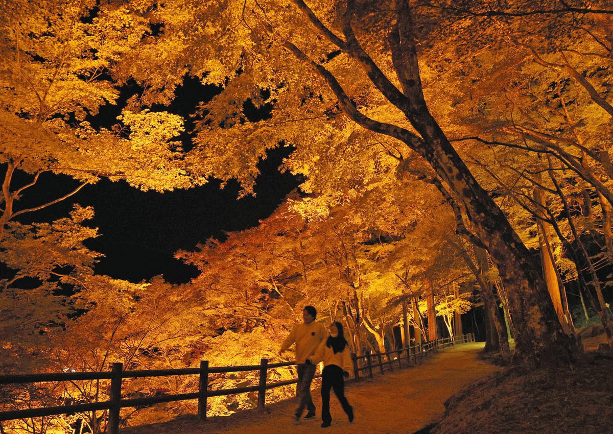 闇夜に浮かぶ紅葉、ライトアップ始まる 豊田・香嵐渓で「もみじまつり