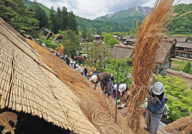 世界遺産の白川郷でかやぶき屋根ふき替え 5年ぶり、伝統の共同作業