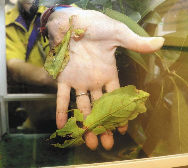 見てね 昆虫 見たよ 希少 オオコノハムシ雄：北陸中日新聞Web