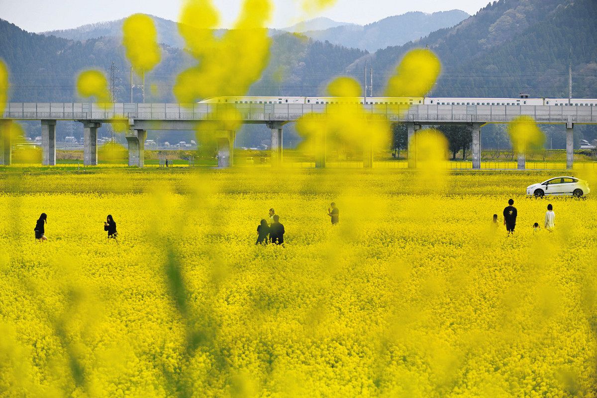 æº€é–‹ã®èœã®èŠ±ã«åŸ‹ã‚‚ã‚Œã¦åŒ—é™¸æ–°å¹¹ç·šã¨ã®å…±æ¼”ã‚’æ¥½ã—ã¿ãªãŒã‚‰æ˜¥ã‚’æº€å–«ã™ã‚‹äººãŸã¡ï¼é¯–æ±Ÿå¸‚èˆŸæžç”ºã§
