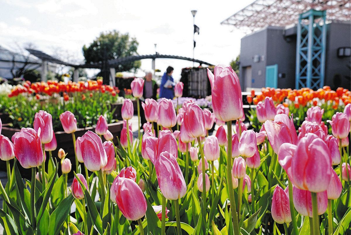 咲いた咲いた、チューリップ鮮やかに 草津・みずの森で見頃：中日新聞Web