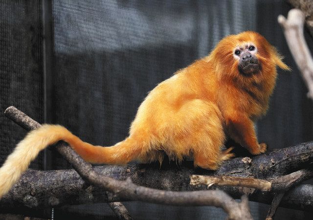 浜松市動物園の希少種サル 兄弟で長寿：中日新聞しずおかWeb