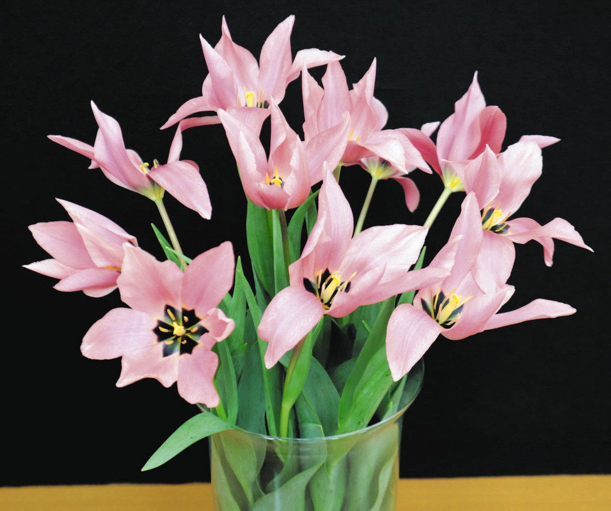 踊るように咲く 「春のワルツ」 県新品種チューリップ 予約販売へ：北陸中日新聞Web