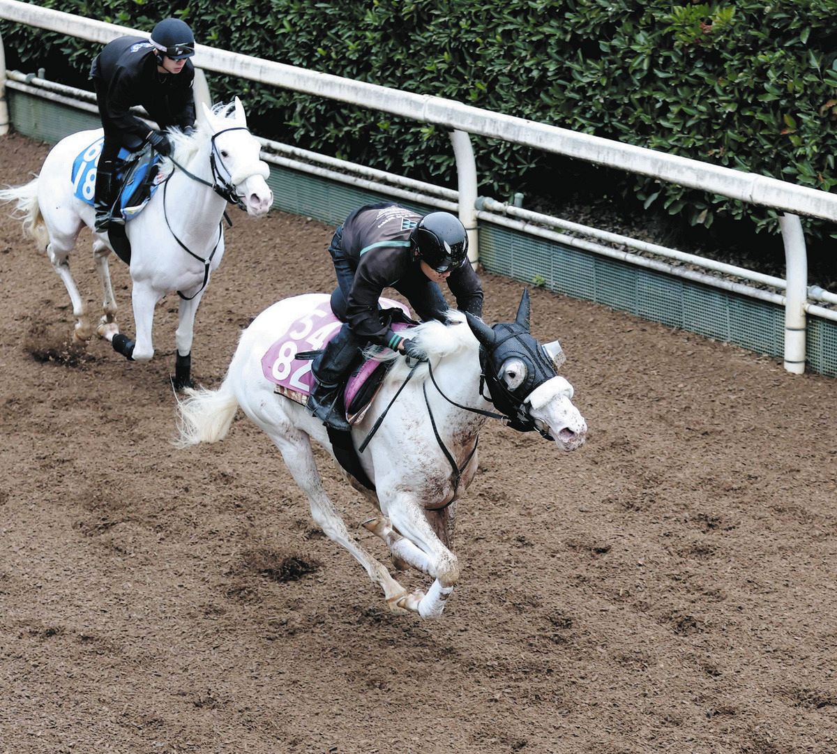 アルテミスS追い切り】函館新馬戦をレコード勝ちのマルガ 最終リハは兄