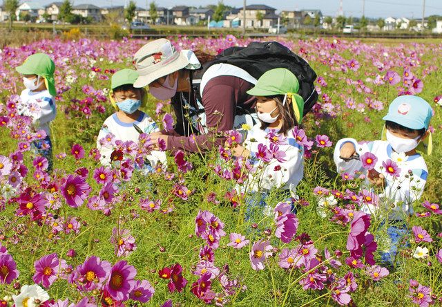 コスモスの花摘みを楽しむ浅羽東幼稚園児ら＝袋井市浅岡で 