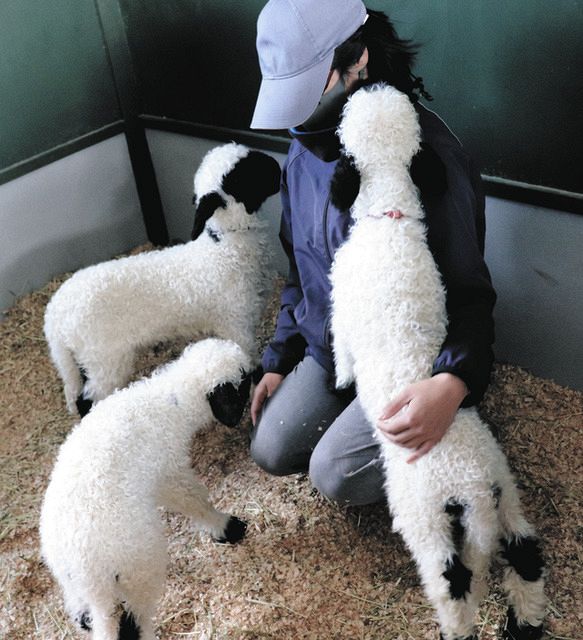 世界で一番かわいい羊」赤ちゃん3頭一般公開へ 米原の観光庭園：中日