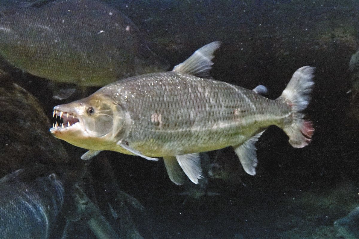 アクア・トトぎふだより＞ゴライアスタイガーフィッシュ アフリカの牙魚：中日新聞Web