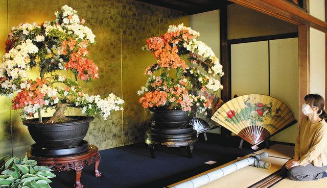 72盆栽　堂下慶心　横10.2㎝縦8㎝高さ3.5㎝ サツキ盆栽美し、和の趣 長浜・慶雲館で愛好家ら展示：中日新聞Web