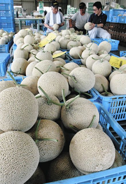 メロン ショップ確認用 みかちゃんメロン出荷ピーク 野洲のJA：中日新聞Web