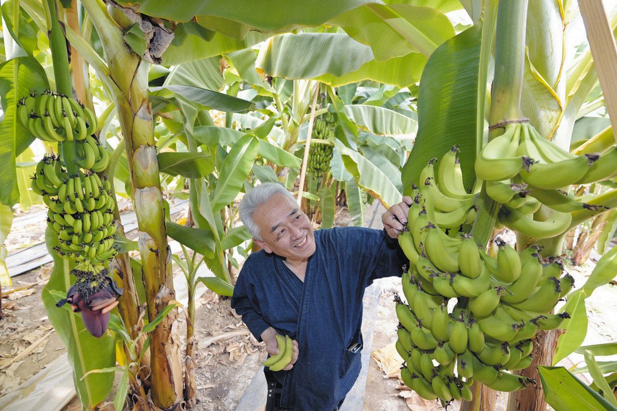 巨大175㎝準親株◆来年開花濃厚・懐かし昭和の味、タイワンバナナ◆植木鉢OK低木 来年開花濃厚・巨大180㎝準親株◇懐かし昭和の味、タイワンバナナ◇