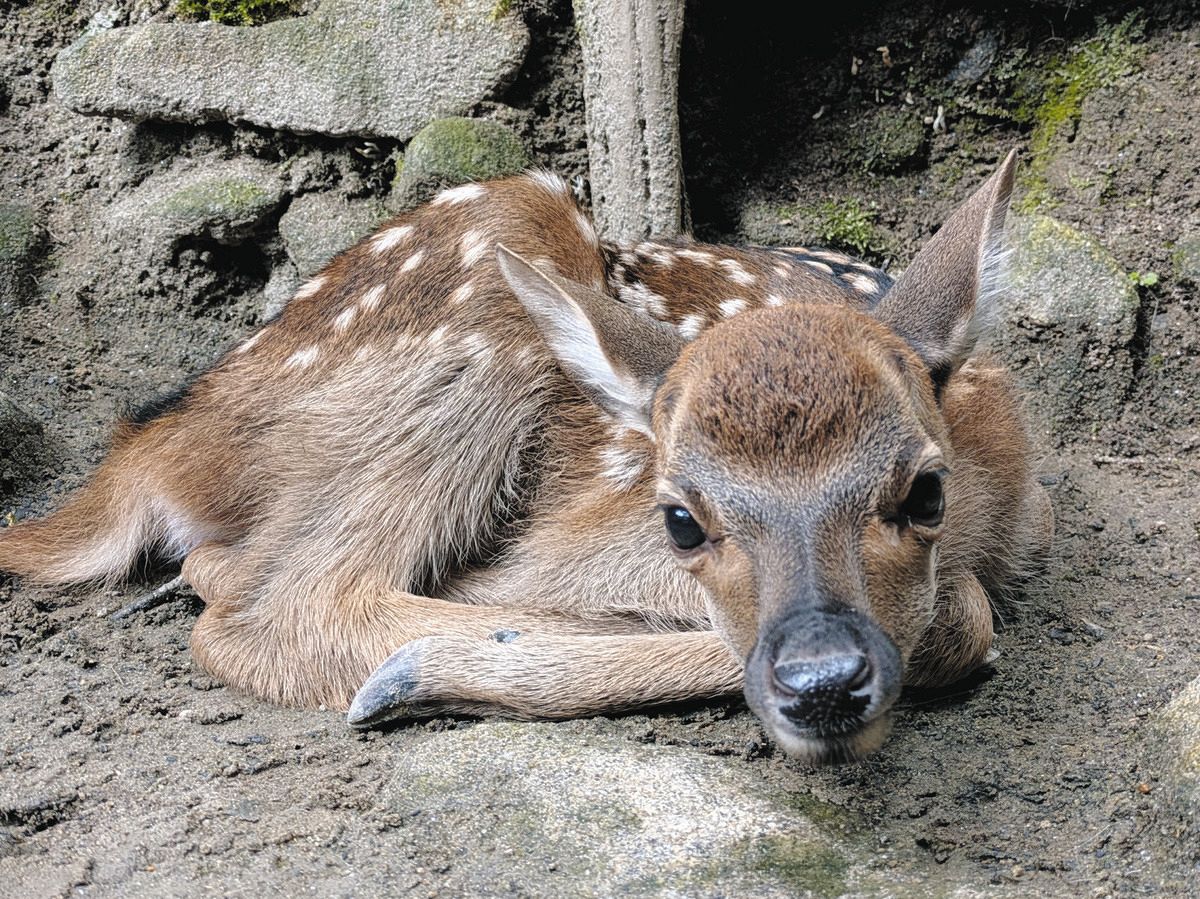 岡崎市東公園動物園で誕生したニホンジカの赤ちゃん公開、名前は7日に