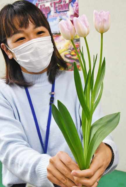 球根一つ 花は三つ 砺波市内で発見 市役所で展示 北陸中日新聞web