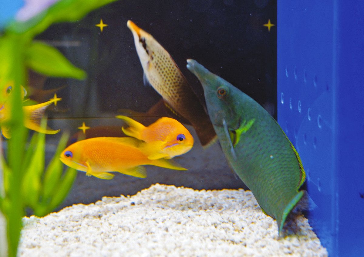 フィッシュにウィッシュを…☆ 魚津水族館で七夕展示：北陸中日新聞Web