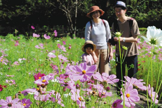 秋風に揺れコスモス爽やか 可児 花フェスタ記念公園で見頃 中日新聞web 秋風に揺れコスモス爽やか 可児 花フェスタ記念公園で見頃 中日新聞web