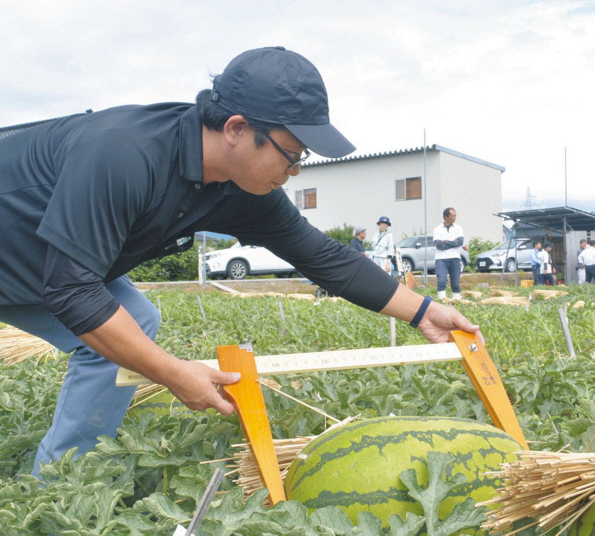 入善ジャンボ西瓜 出荷もうすぐ 生産者「天気良く大きく」：北陸中日