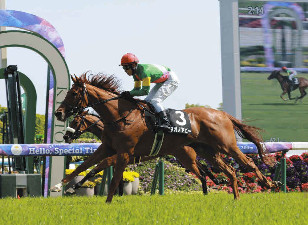 ファレノプシス　武豊　秋華賞　競走馬　写真　パネル　額縁入り　スポーツ新聞付き ファレノプシス 武豊 秋華賞 競走馬 写真 パネル 額縁入り