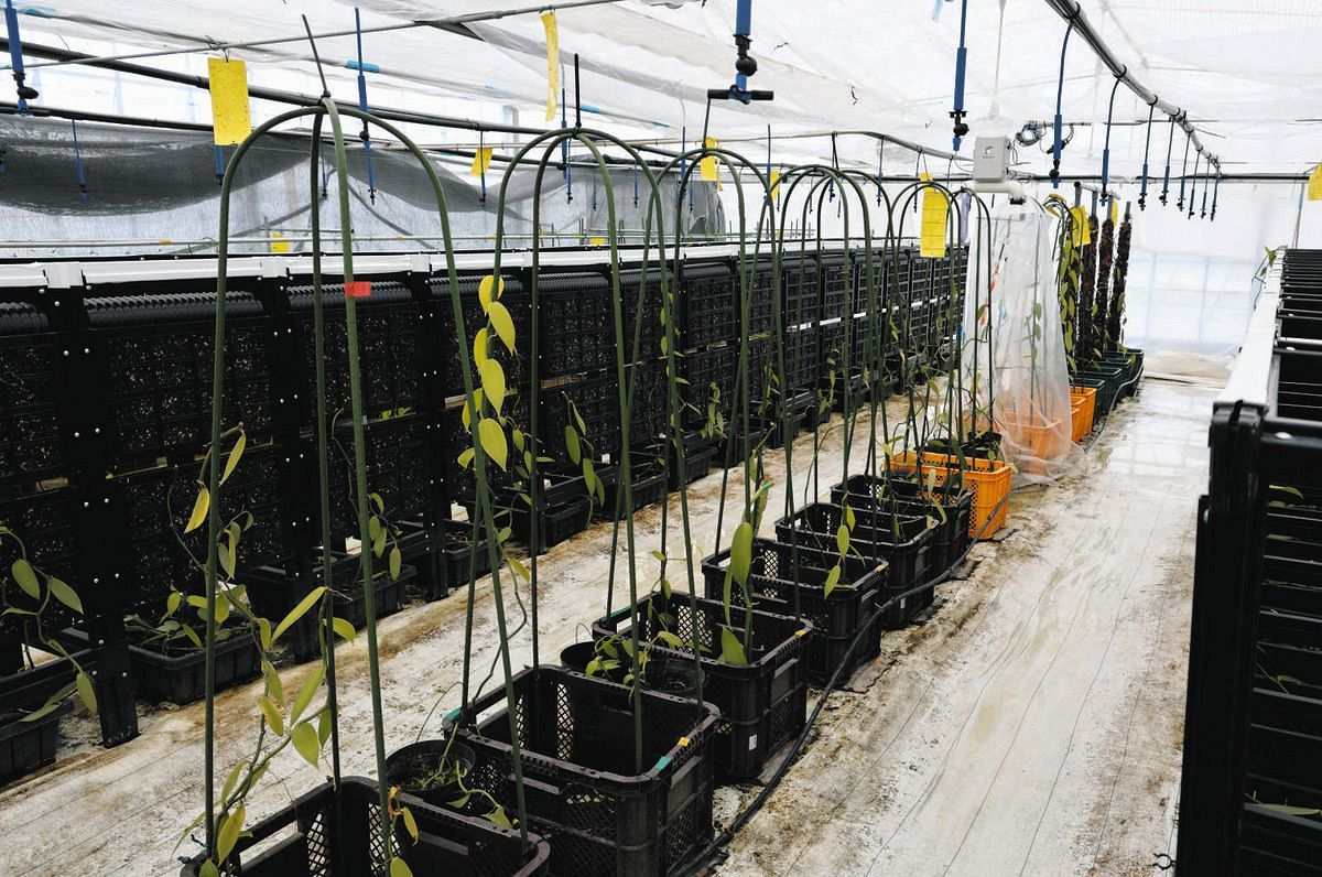 熱帯植物だけど…IT活用で「三重県産バニラ」夢じゃない 農業初参入の2