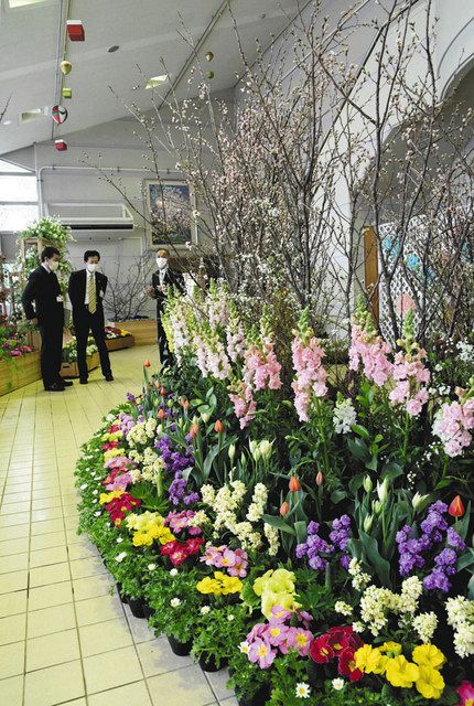 春の花 香り楽しんで 砺波 県花センターで5000本展示 北陸中日新聞web