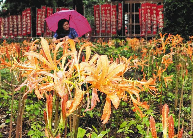 妖しげに咲き誇る キツネノカミソリ 郡上 白鳥の白鳥神社 中日新聞web