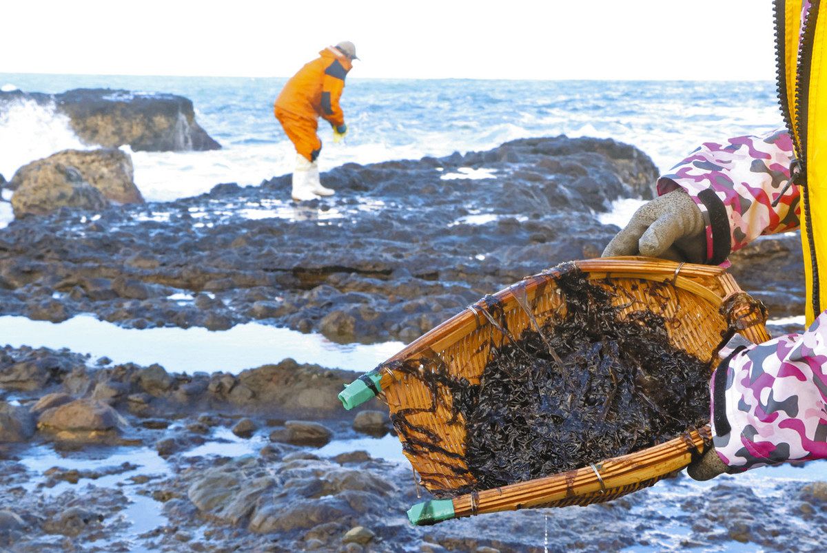 隆起海岸の恵み 岩ノリを採取 珠洲・馬緤町東京の催しで使用へ：北陸中