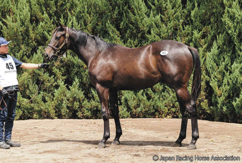 フォーエバーヤングの半弟、4億超えノームコア2024など セレクト