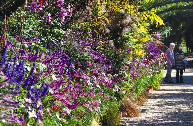 深まる秋 花盛り 浜名湖ガーデンパーク 中日新聞しずおかweb 深まる秋 花盛り 浜名湖ガーデンパーク 中日新聞しずおかweb