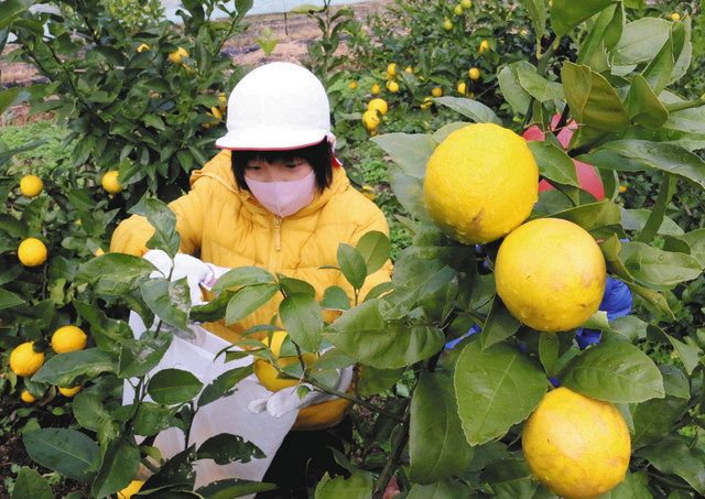 香りさわやか 黄色鮮やか 高浜で試験栽培のレモン収穫 中日新聞web