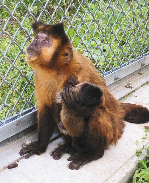 フサオマキザルの赤ちゃん誕生 豊橋 のんほいパーク 中日新聞web フサオマキザルの赤ちゃん誕生 豊橋 のんほいパーク 中日新聞web