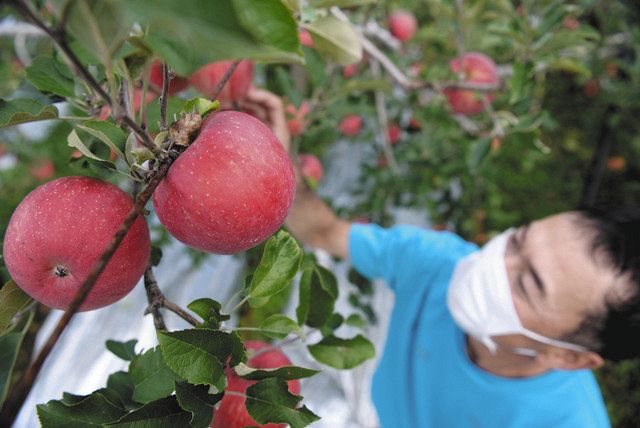 畑いっぱいに甘い香り 高山・久々野で飛騨りんご収穫 - 中日新聞