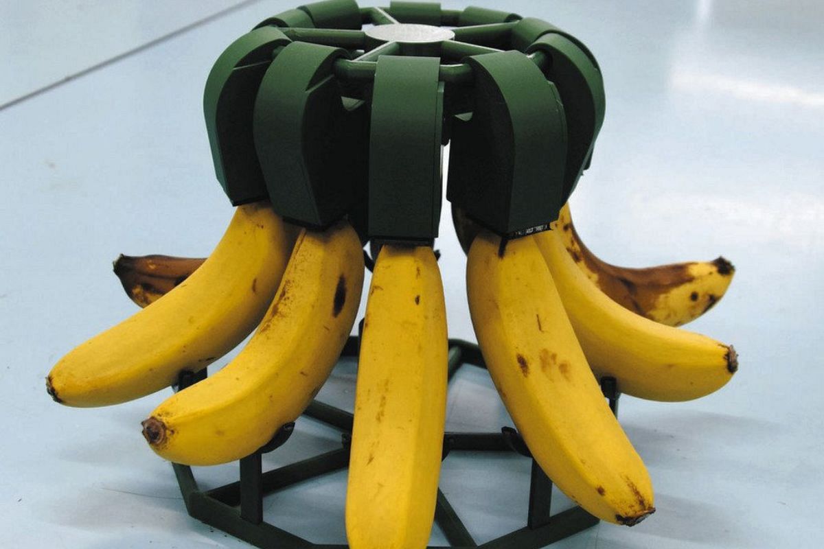 熟成遅らせるバナナスタンド」岐南工業高生に最上位の特別賞 念願の