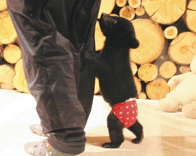 ぶらり飛騨 かわいいしぐさに長居 奥飛騨クマ牧場 高山市 中日新聞web