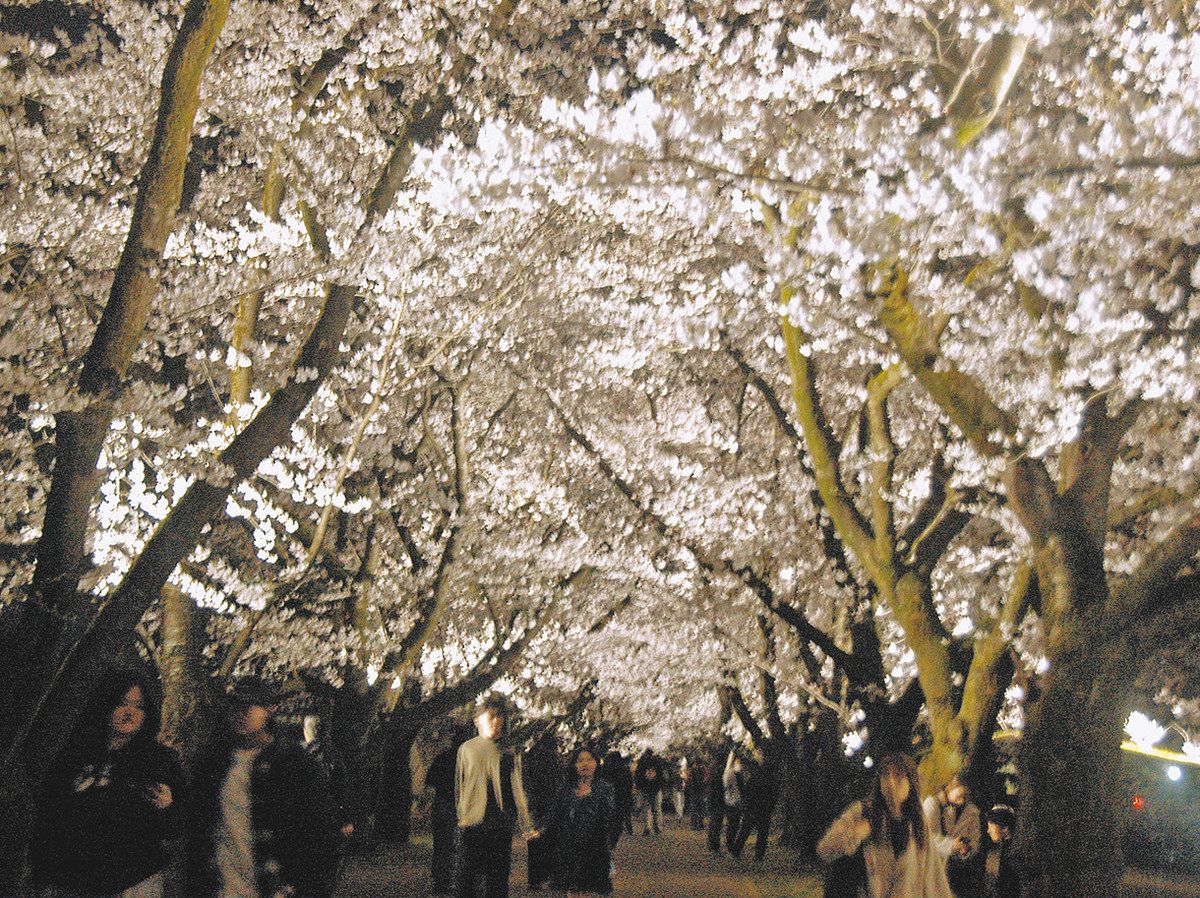 夜桜 ほんのり 県中央植物園で夜間点灯 妖艶 水面に月とともに：北陸中