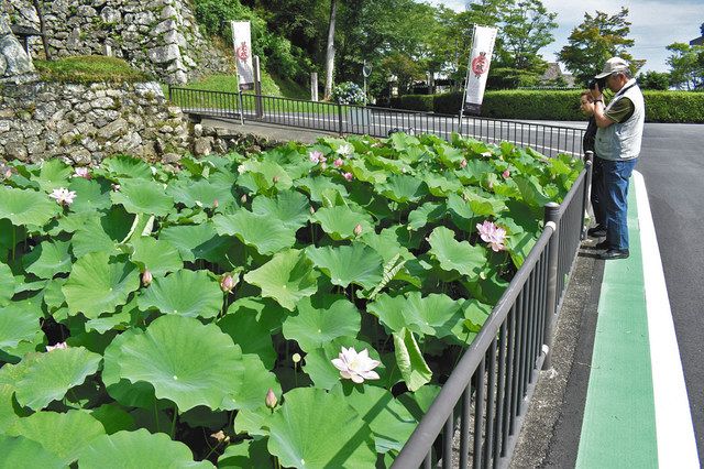玉城町・田丸城跡の内堀で大賀ハス開花 午前中が見頃です：中日新聞Web