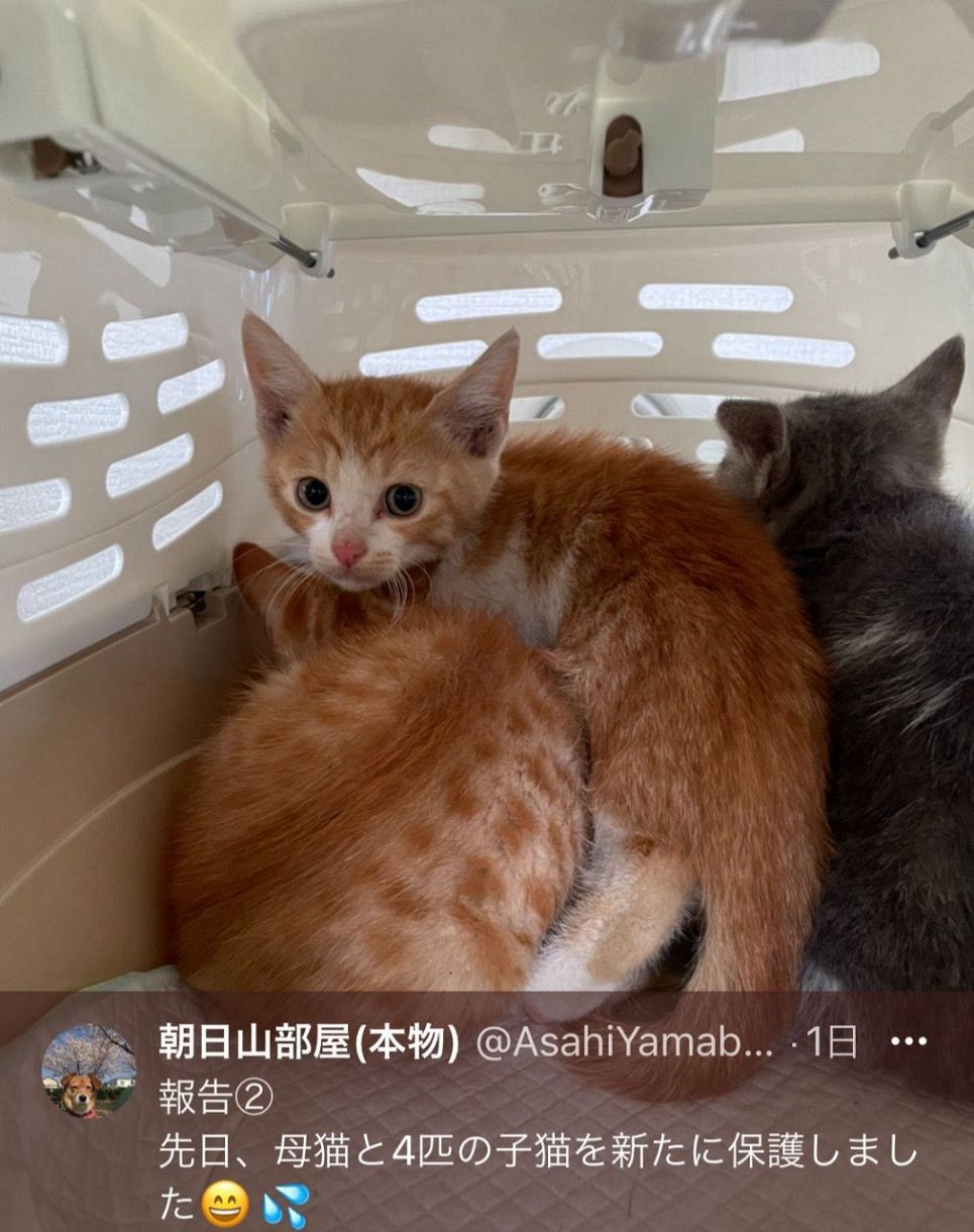写真 朝日山部屋が保護した子猫 シャンプーも 中日スポーツ 東京中日スポーツ