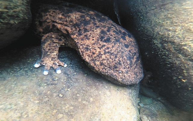 わがまち遺産 ４３ オオサンショウウオ 郡上市 中日新聞web