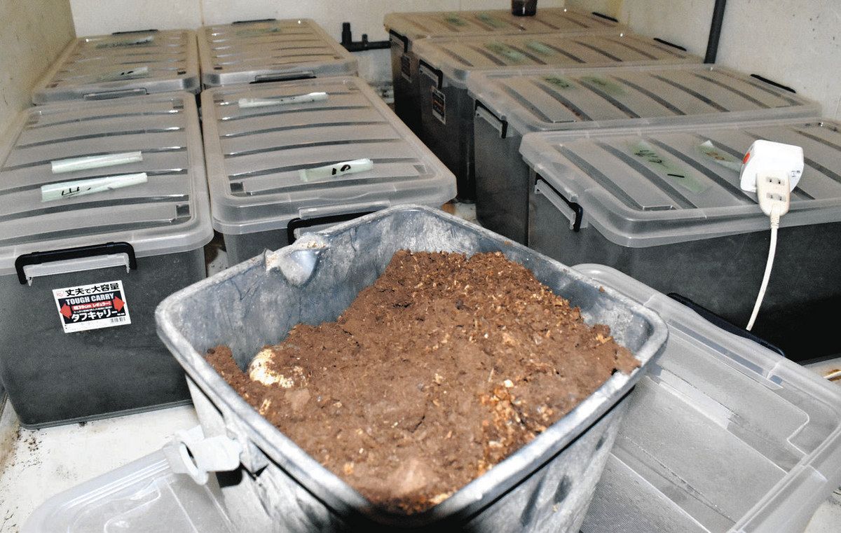 キノコの廃菌床でカブトムシ飼育→幼虫の排せつ物を肥料に 伊賀 キノコの廃菌床でカブトムシ飼育→幼虫の排せつ物を肥料に 伊賀