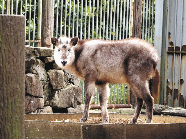 カモシカ コタロウ 豊橋 のんほいパークに仲間入り 中日新聞web