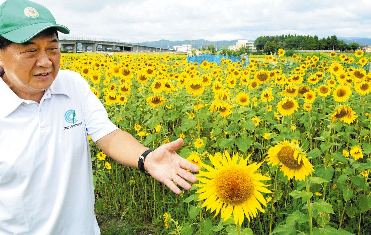 ヒマワリ 見に来てね 高岡・木津地区で満開：北陸中日新聞Web