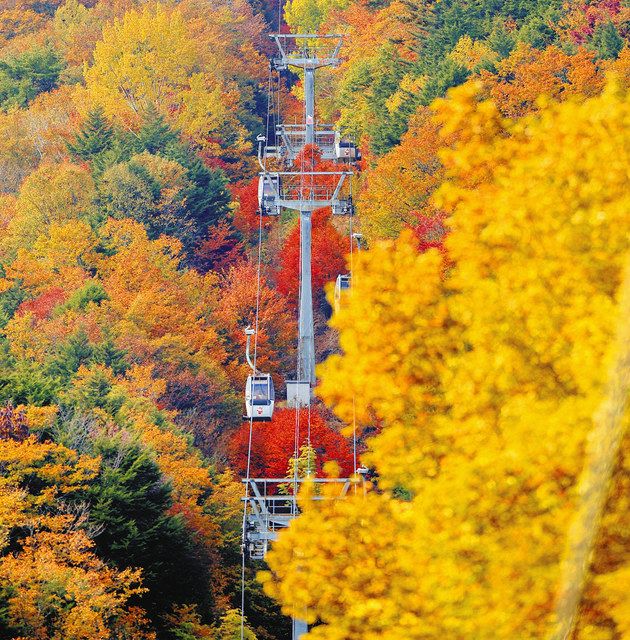 深まる秋「ヘブンスそのはら」紅葉見頃に 長野県阿智村：中日新聞Web