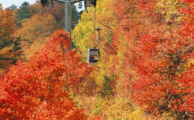 深まる秋「ヘブンスそのはら」紅葉見頃に 長野県阿智村：中日新聞Web