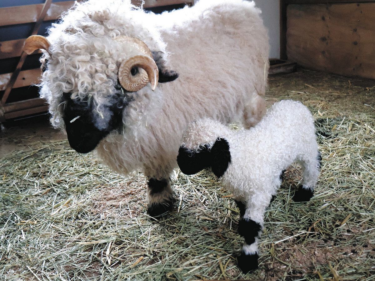 世界一かわいいヒツジ」の赤ちゃん、3日から公開 滋賀県米原市の