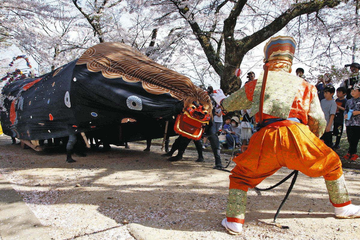 満開の桜の下、力強く大島山獅子舞 高森町の瑠璃寺：中日新聞Web