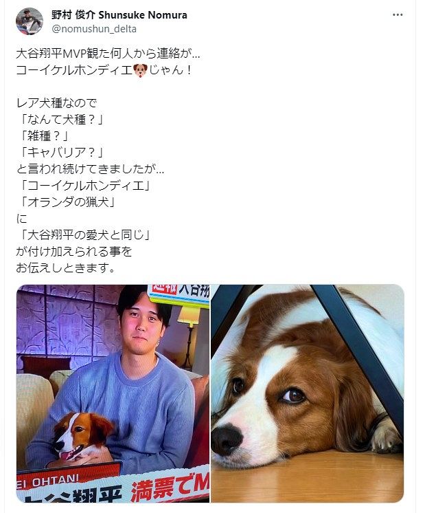 大谷翔平の犬』犬種はコーイケルホンディエ⁉ バスプロ野村俊介さん