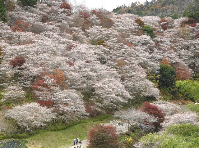 お花見も紅葉狩りも 豊田 小原地区で見ごろ 中日新聞web