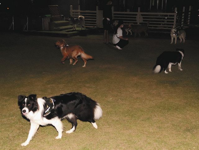大型犬もおいで 武芸川にドッグランカフェ開業 中日新聞web 大型犬もおいで 武芸川にドッグランカフェ開業 中日新聞web