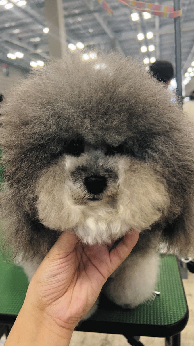 6カ月毛を伸ばした状態の大会直前の「てんちゃ」ちゃん＝増田さん提供